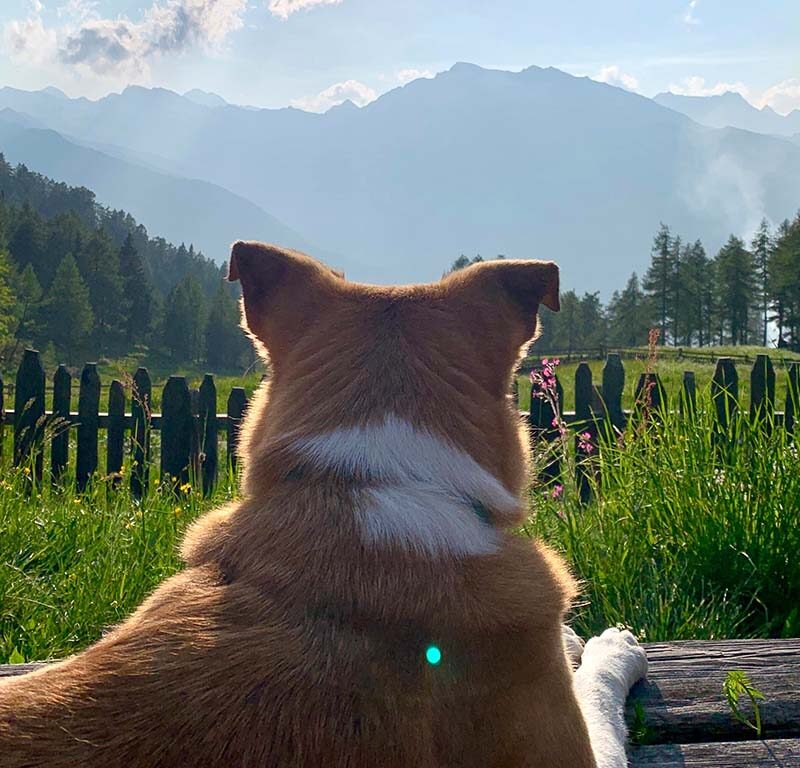 Hund blickt auf Berge