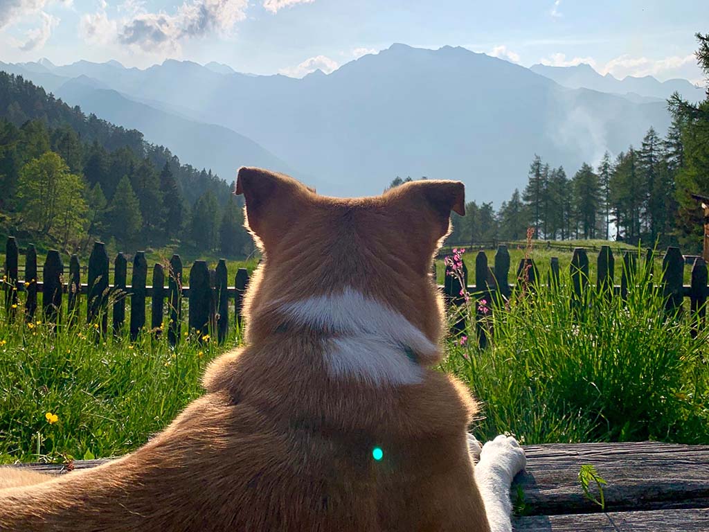 Griaß di von der Gompm Alm!