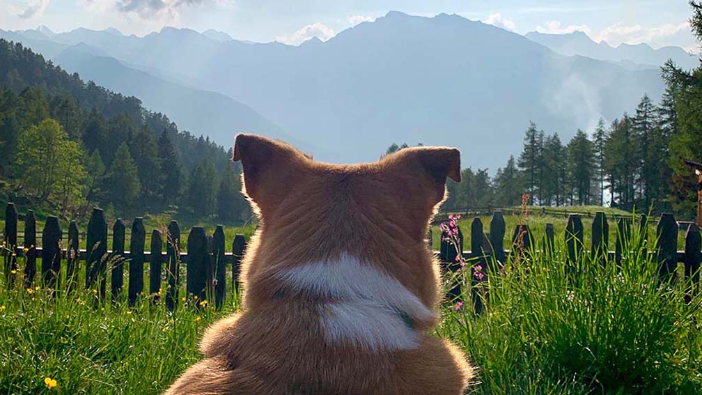 Ein Hund liegt auf einer grünen Alm und schaut auf die Berge in der Ferne.