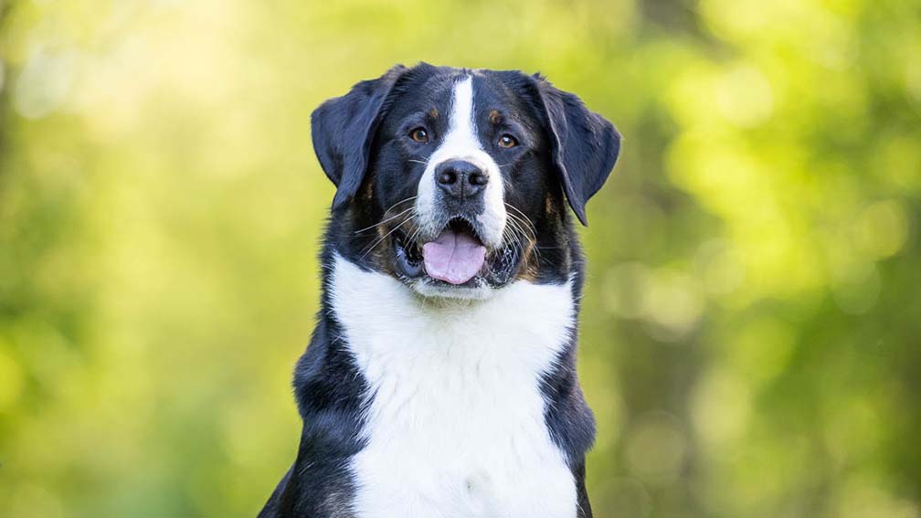 Portrait eines Schweizer Sennenhundes, der in die Kamera schaut.