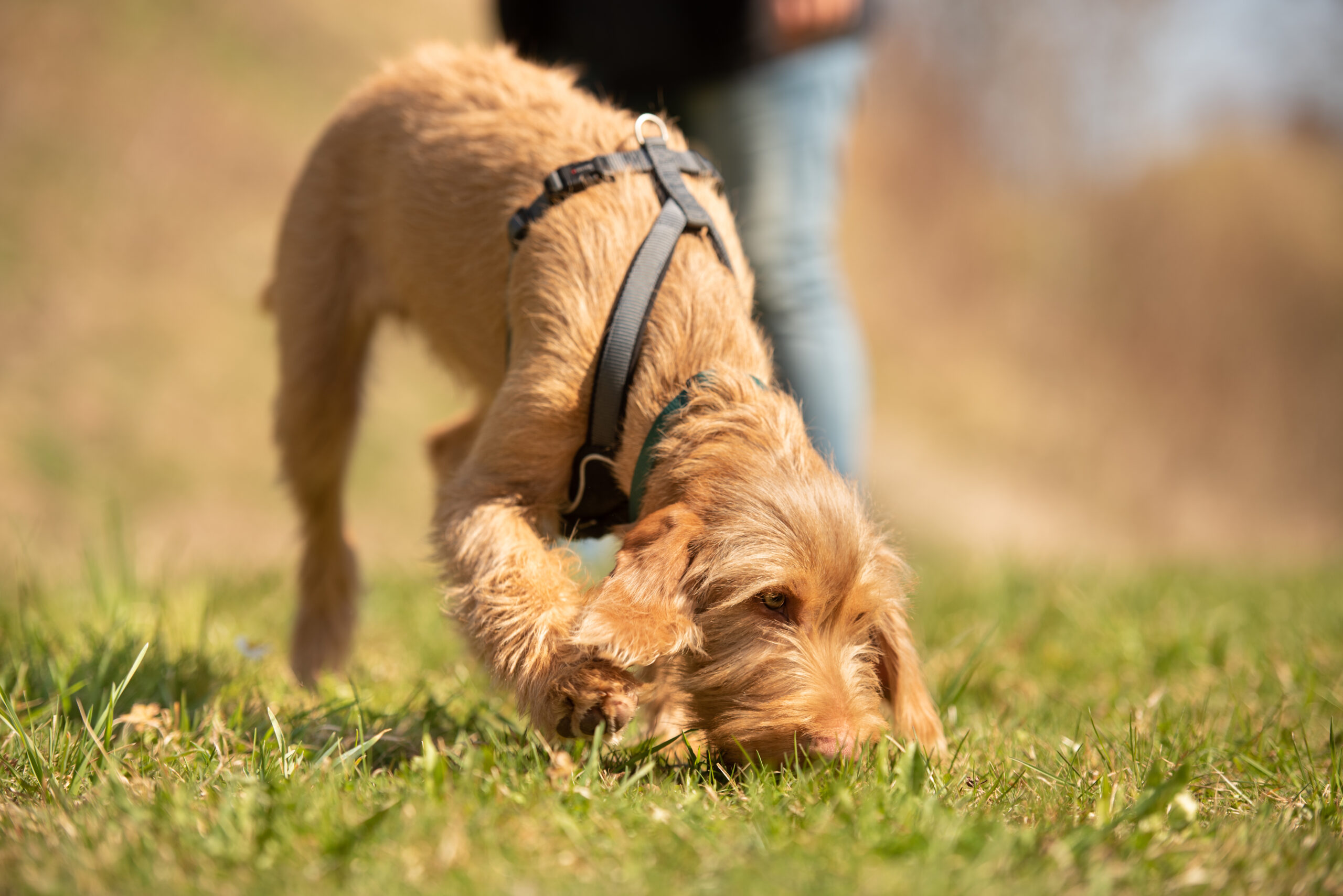 mantrailing-hundetraining-auf-der-gompm-alm