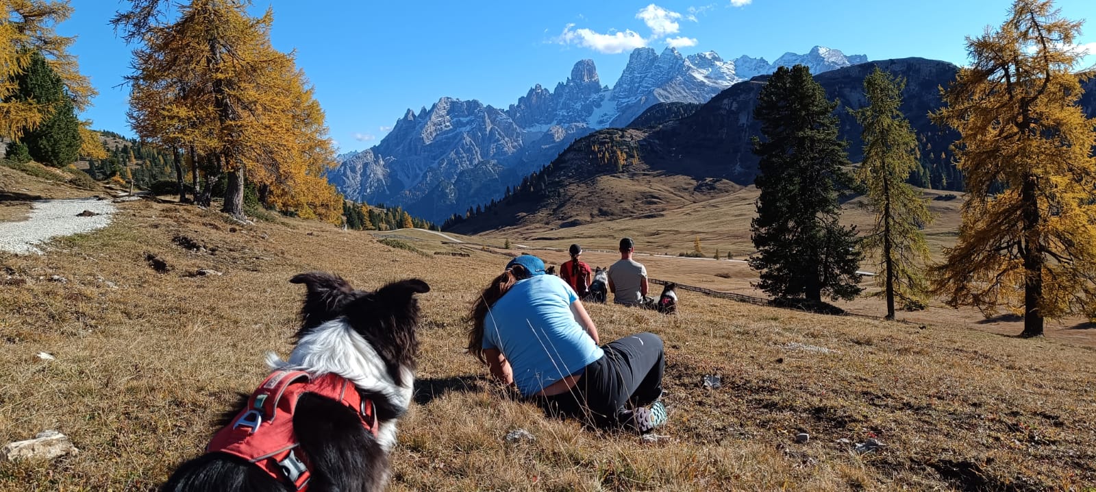 Hund Fotografie