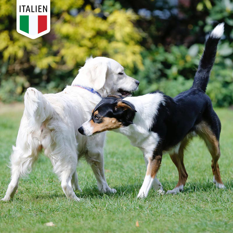Hund-Hund-Kommunikation